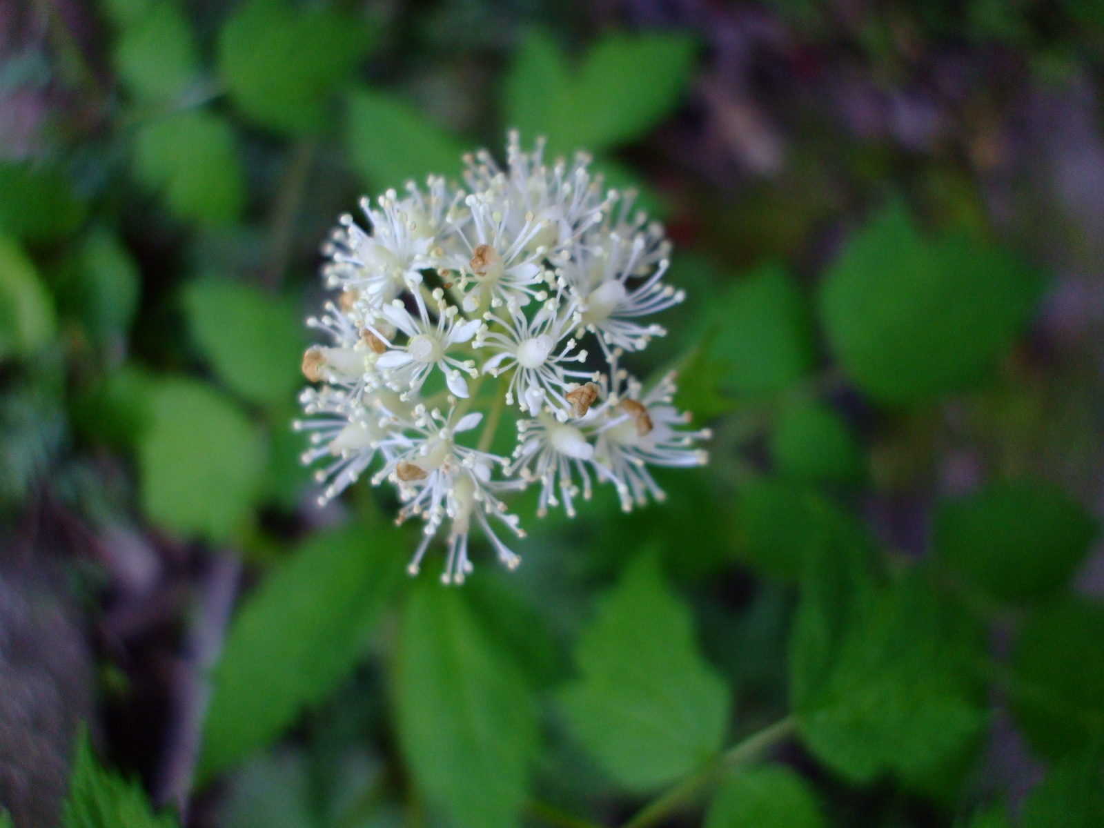Actaea rubra